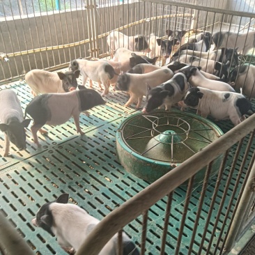 我司长期供应巴马香猪，源自广西巴马核心产区，遵循传统生态