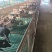 我司长期供应巴马香猪，源自广西巴马核心产区，遵循传统生态