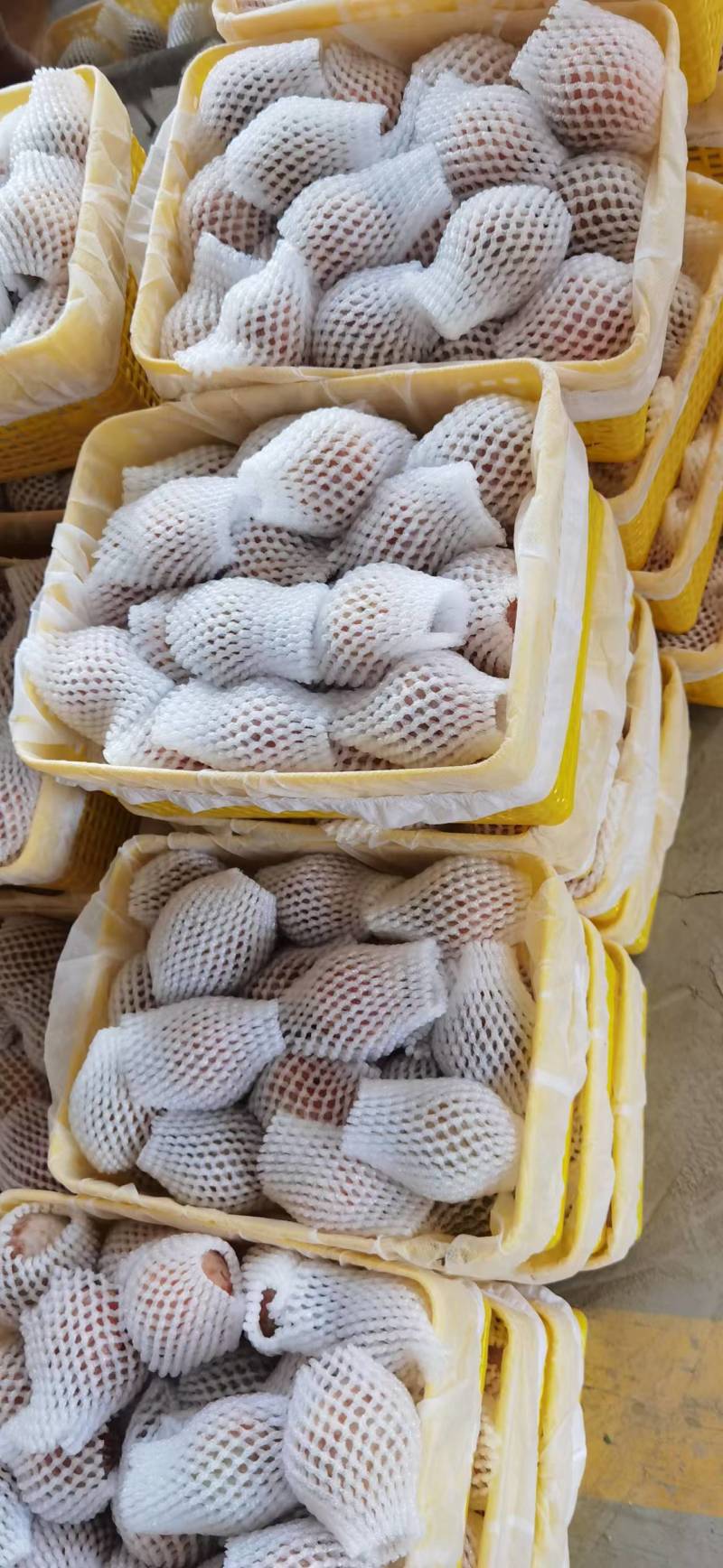 新疆恐龙蛋