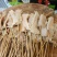 熟牛肚
