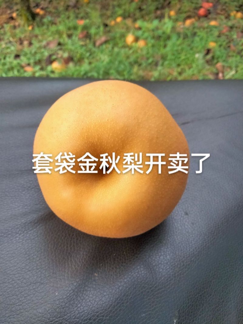 套袋金秋梨