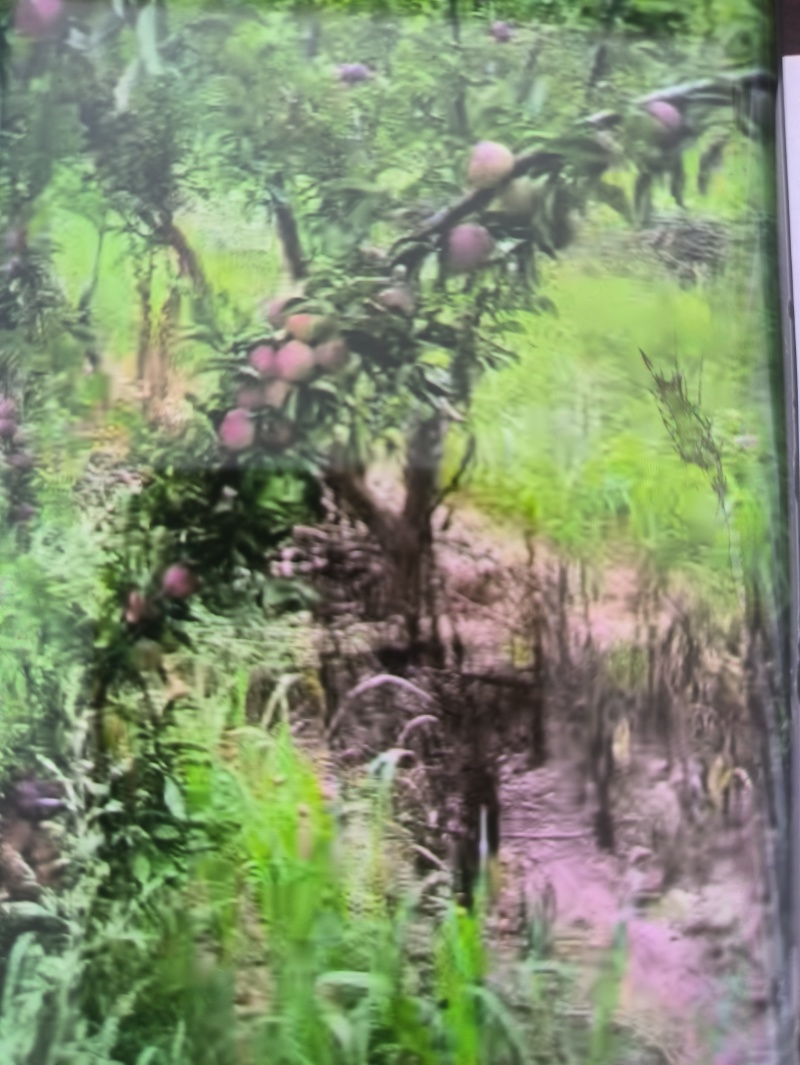 自家种植基地产10万斤李子，自备保鲜地窖与分拣仓库