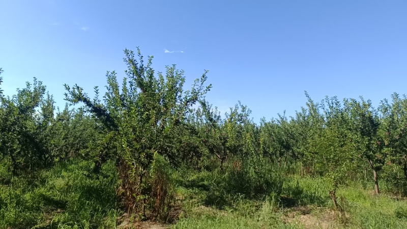 自家种植基地产10万斤李子，自备保鲜地窖与分拣仓库
