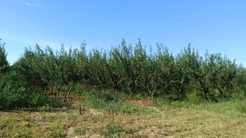 自家种植基地产10万斤李子，自备保鲜地窖与分拣仓库
