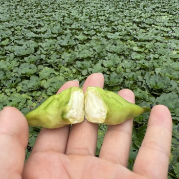 青皮元宝菱