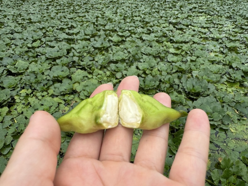 青皮元宝菱