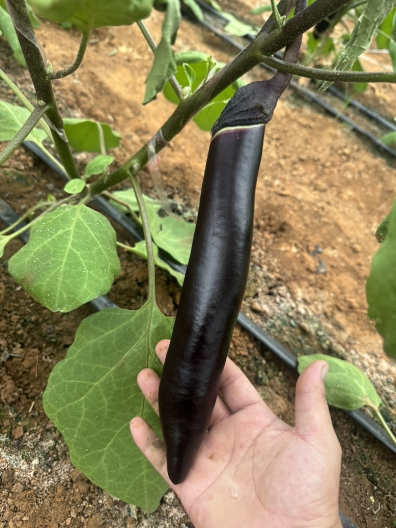 基地直采，大龙长茄，紫把长茄