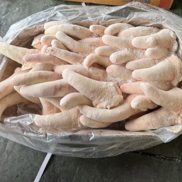 母猪短尾