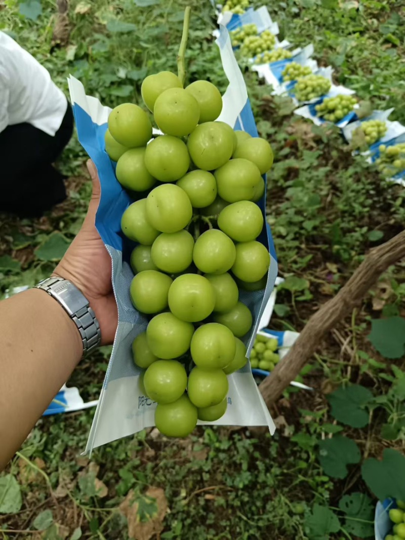阳光玫瑰葡萄山东精品产地直销量大从优可对接全国市场
