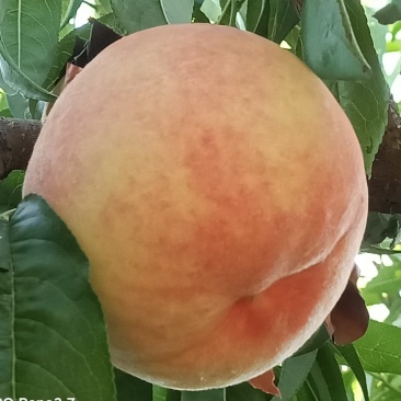 绿化九大桃