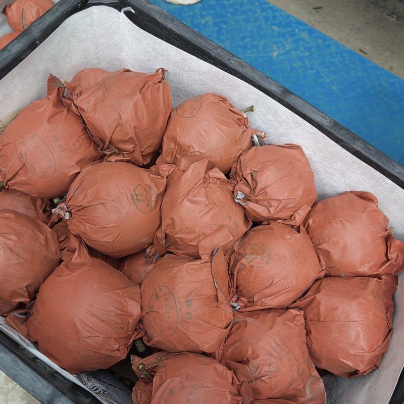 丰水梨圆黄梨