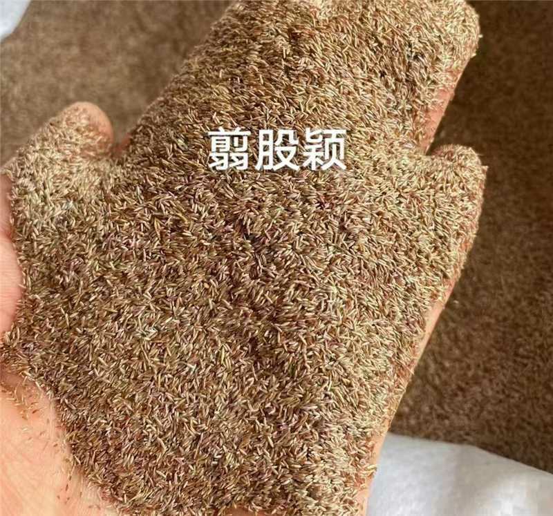 剪股颖种子庭院矮生剪股颖草籽耐寒进口耐踏草籽矮生超矮草