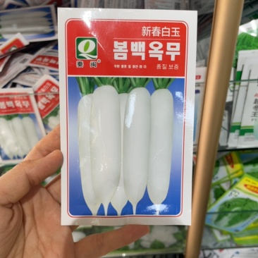 新春白玉萝卜种子杂交白玉春萝卜种子质脆味甜种子