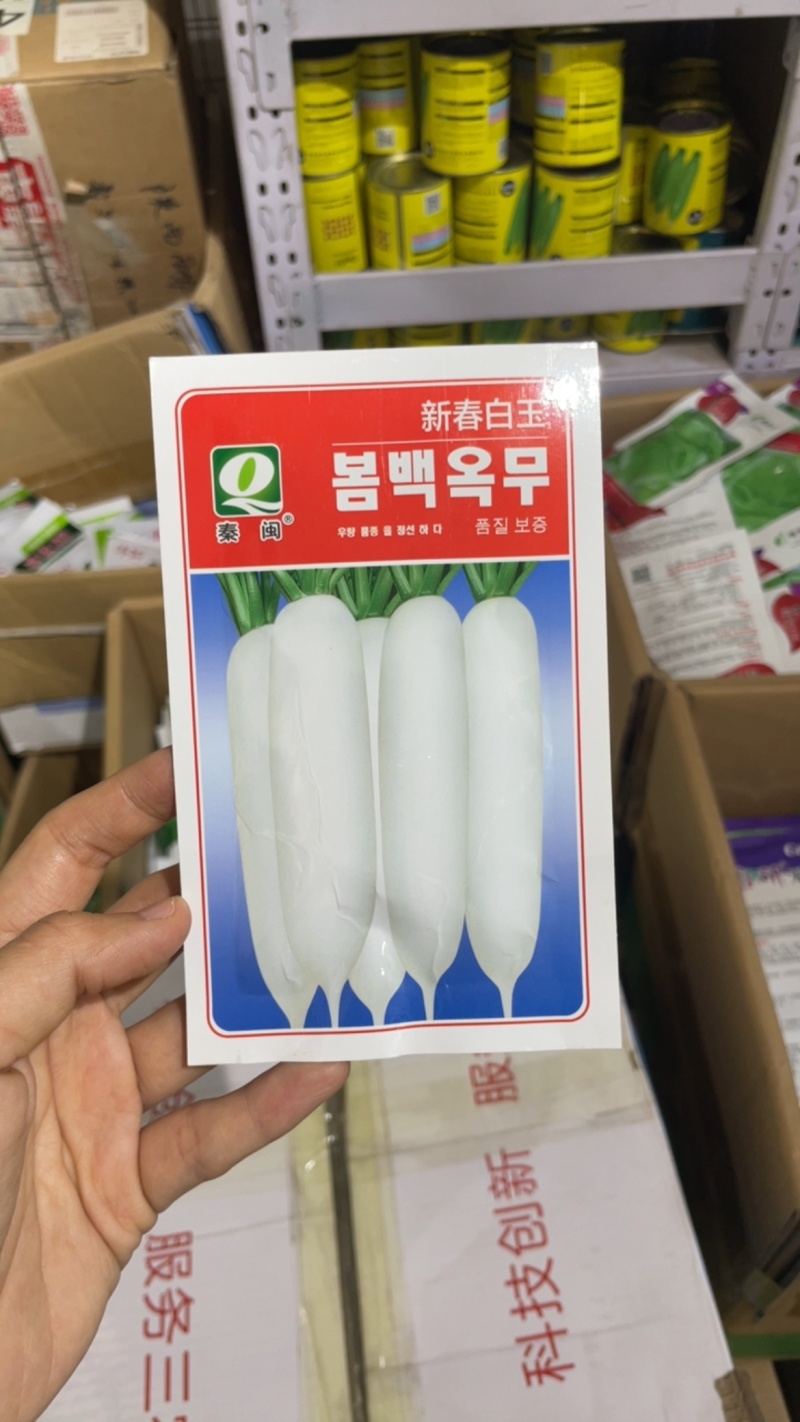 新春白玉萝卜种子杂交白玉春萝卜种子质脆味甜种子