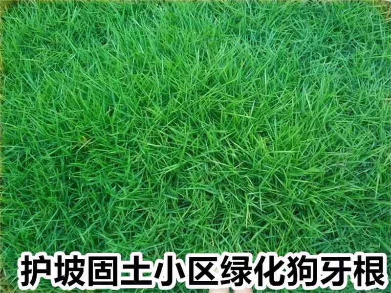 狗牙根种子厂家一手货源批发品质保证价格便宜欢迎联系合作