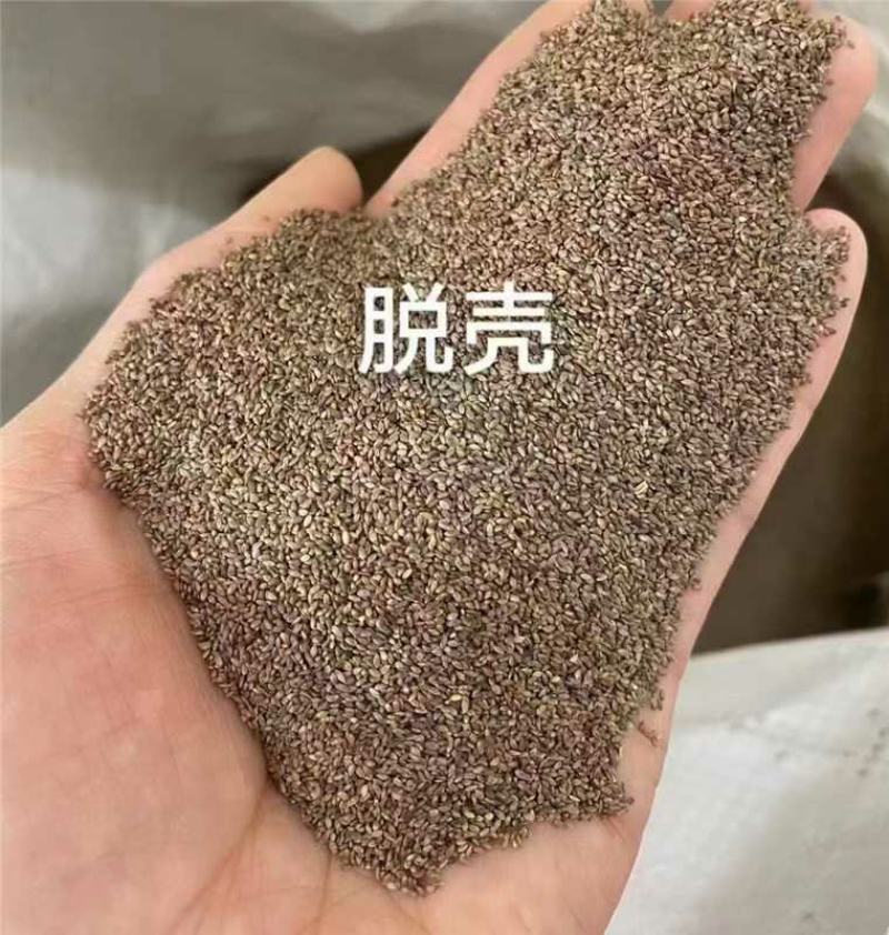狗牙根种子厂家一手货源批发品质保证价格便宜欢迎联系合作
