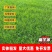 高羊茅种子厂家一手货源批发品质保证价格便宜欢迎联系合作