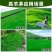高羊茅种子厂家一手货源批发品质保证价格便宜欢迎联系合作
