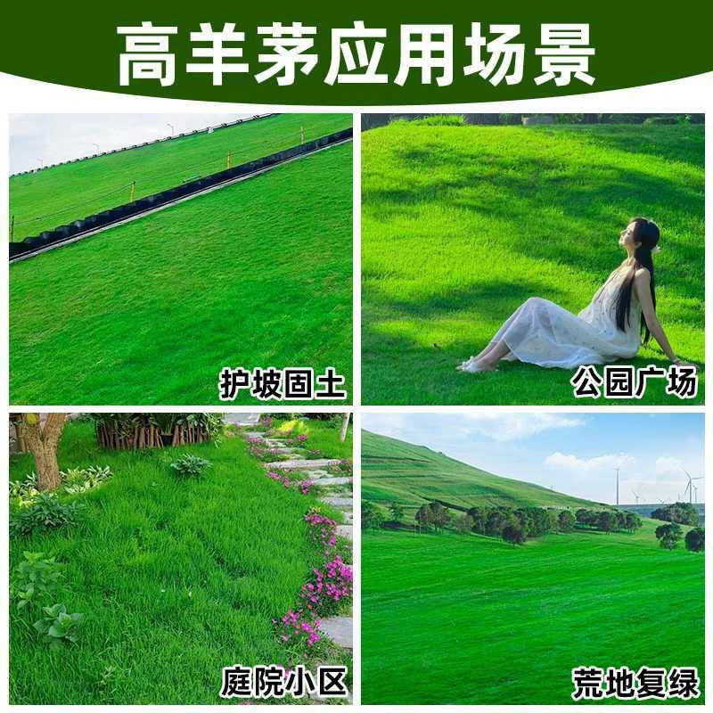 高羊茅种子厂家一手货源批发品质保证价格便宜欢迎联系合作