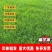 高羊茅种子厂家一手货源批发品质保证价格便宜欢迎联系合作