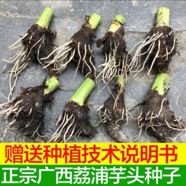 正宗广西荔浦芋头种子