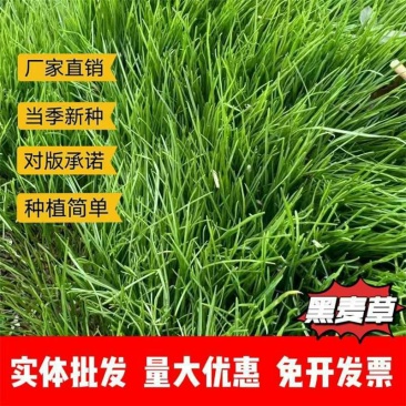 黑麦草进口草籽厂家一手货源批发价品质保证欢迎联系合作