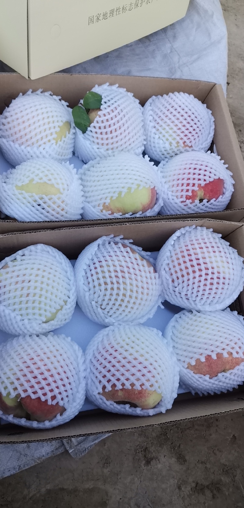 高档礼品，正宗深州马庄蜜桃