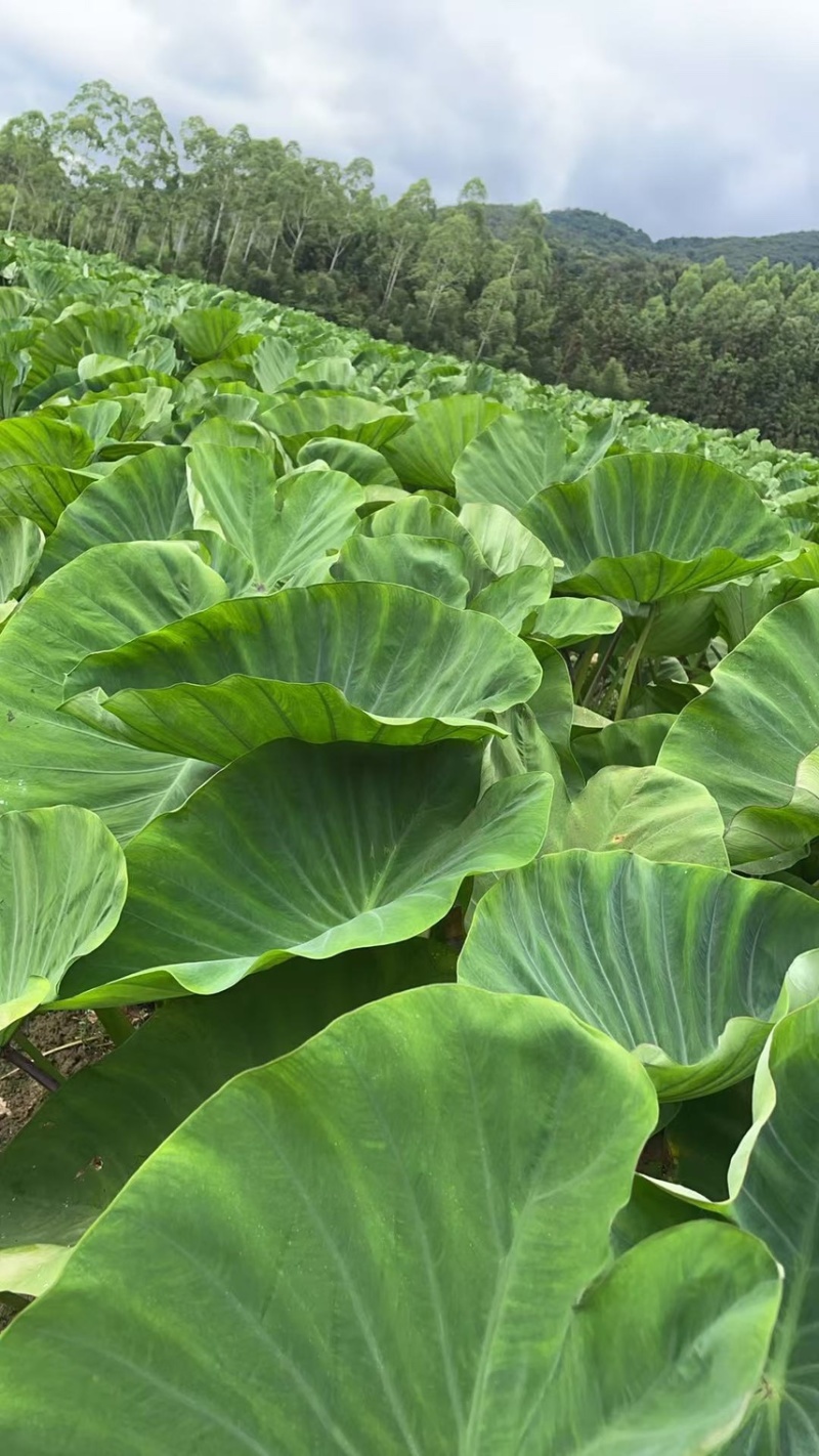 正宗广西荔浦芋头种子
