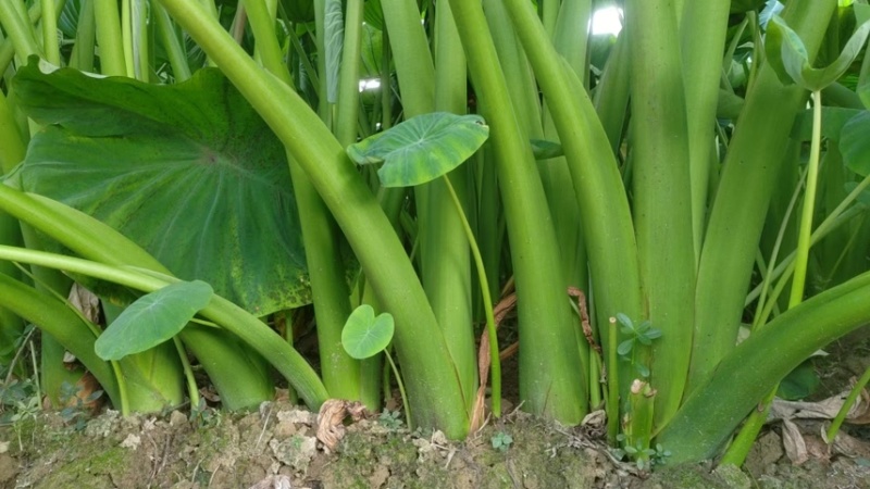 正宗广西荔浦芋头种子
