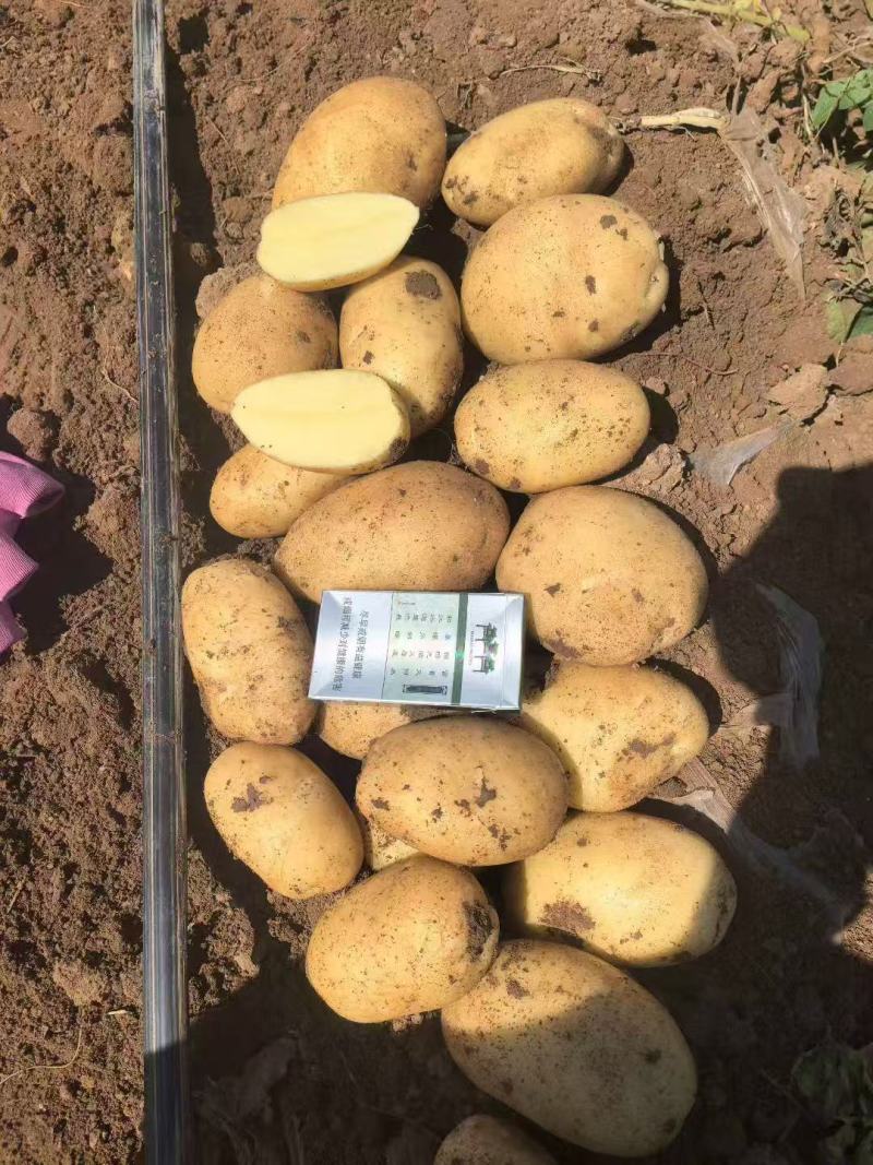 实验1号土豆大量上市，产地直发，品质保证，服务周到