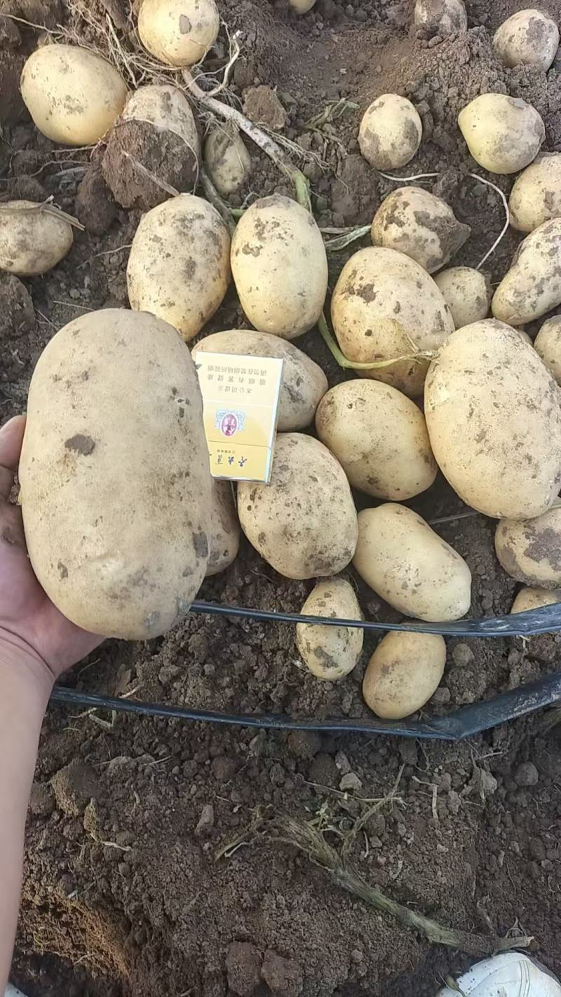 实验1号土豆大量上市，产地直发，品质保证，服务周到