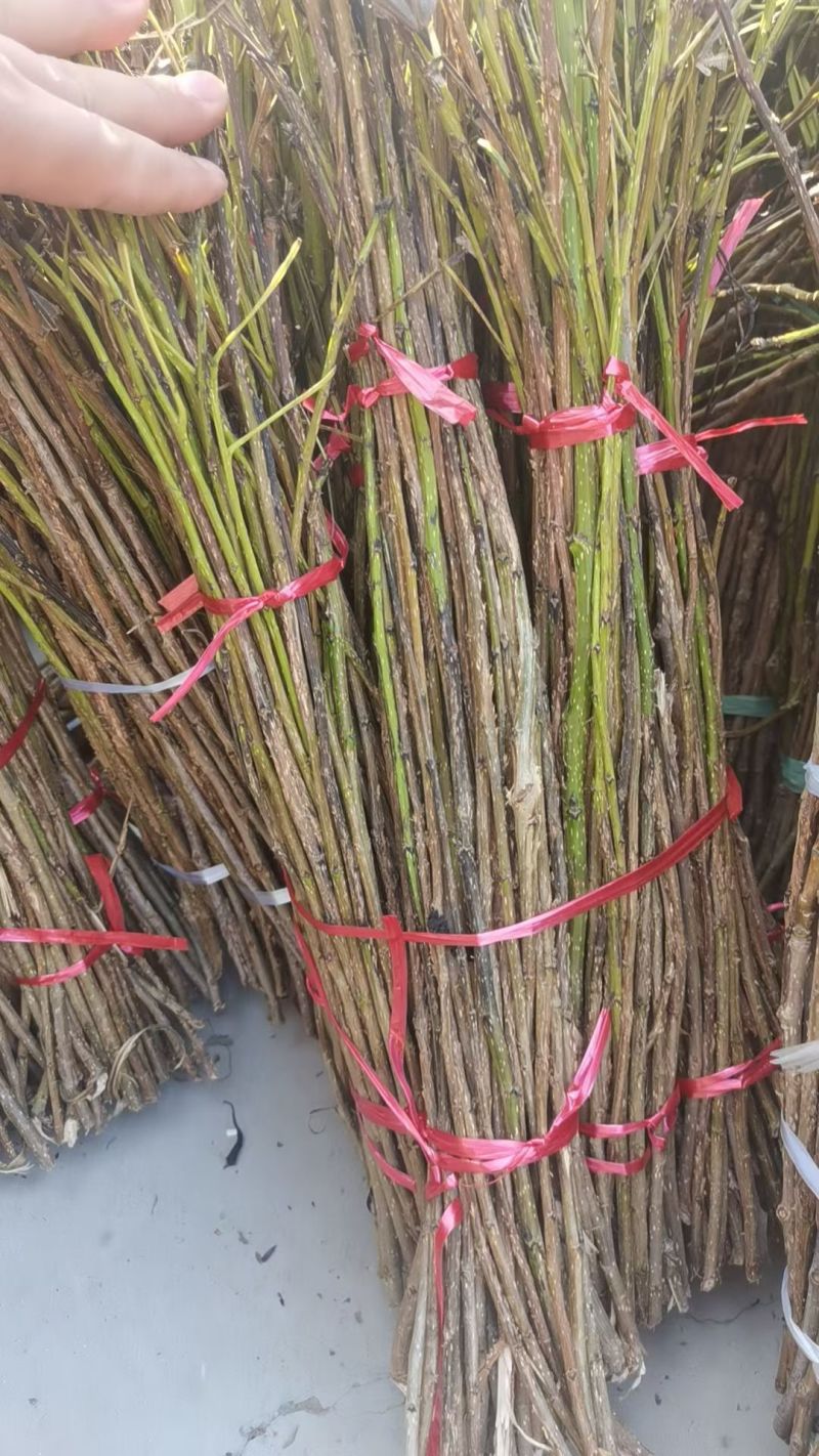 金蝉种条