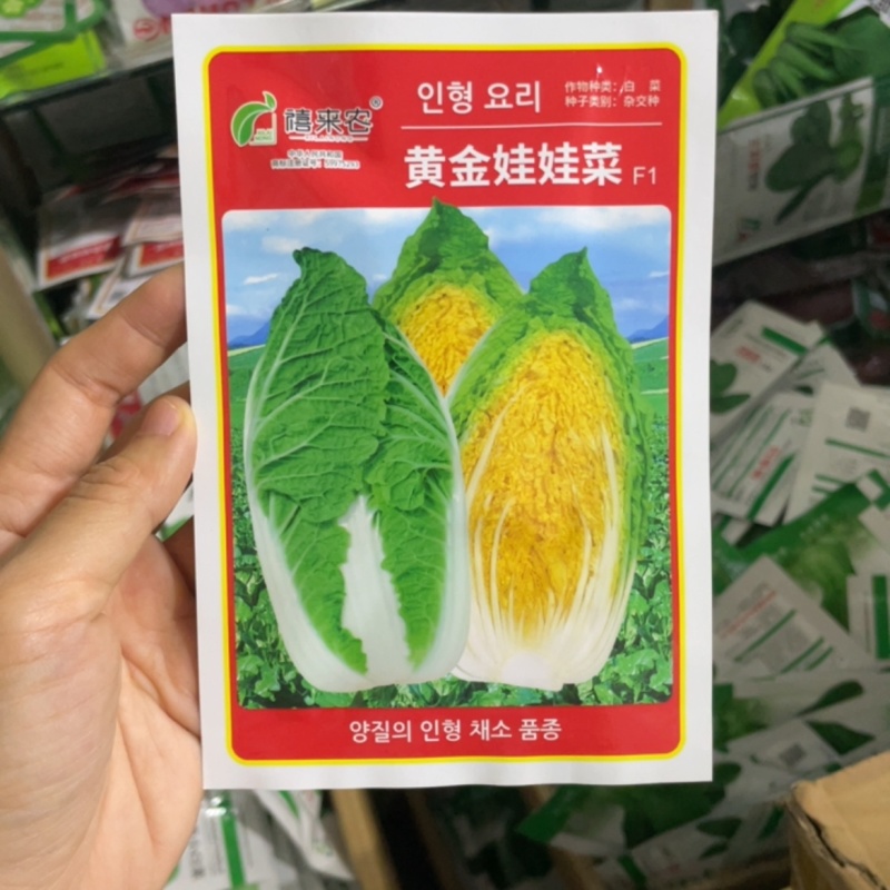 四季黄金娃娃菜种子早熟定植约50天收获南北方均可载
