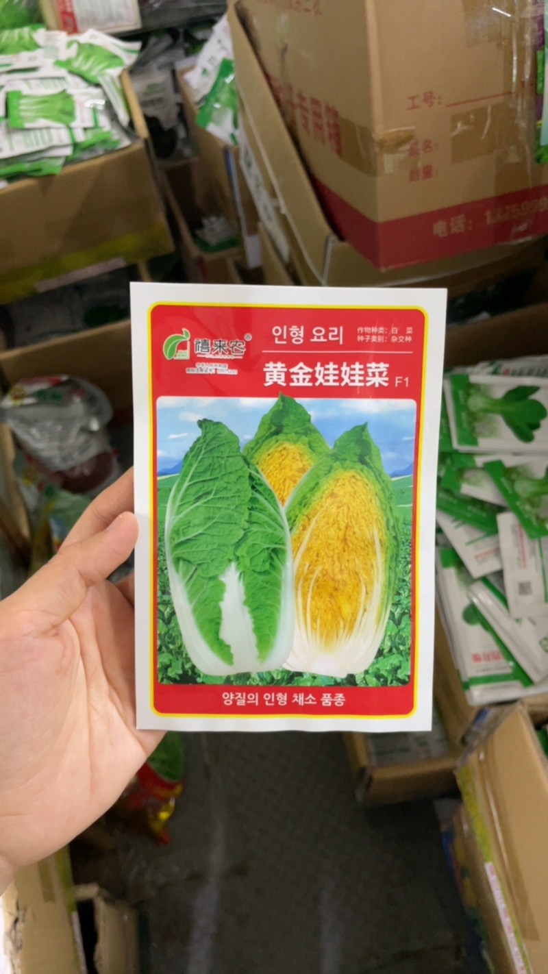 四季黄金娃娃菜种子早熟定植约50天收获南北方均可载