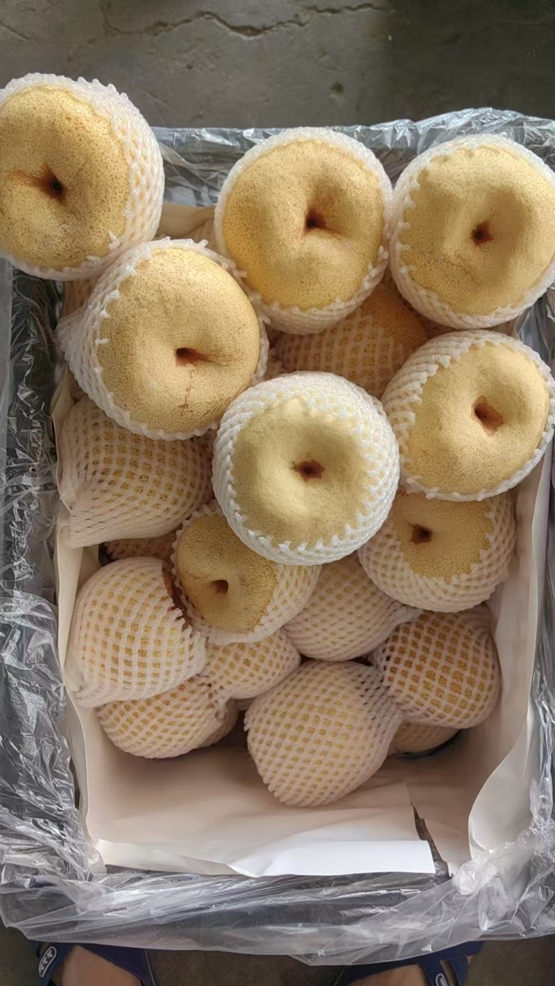 精品酥梨贡梨个大脆甜皮薄汁多市场货电商货视频看货