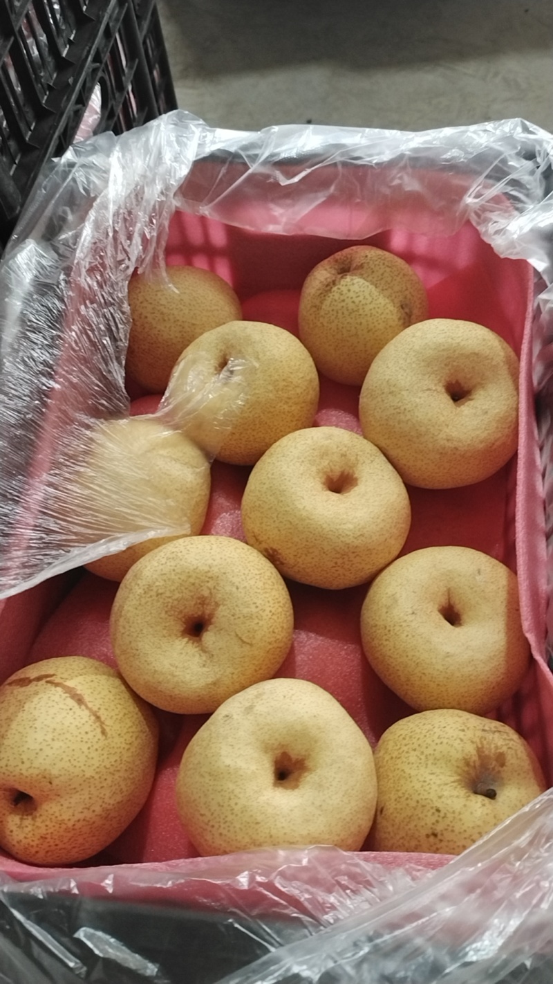 精品酥梨贡梨个大脆甜皮薄汁多市场货电商货视频看货