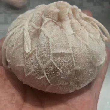 肚包肉