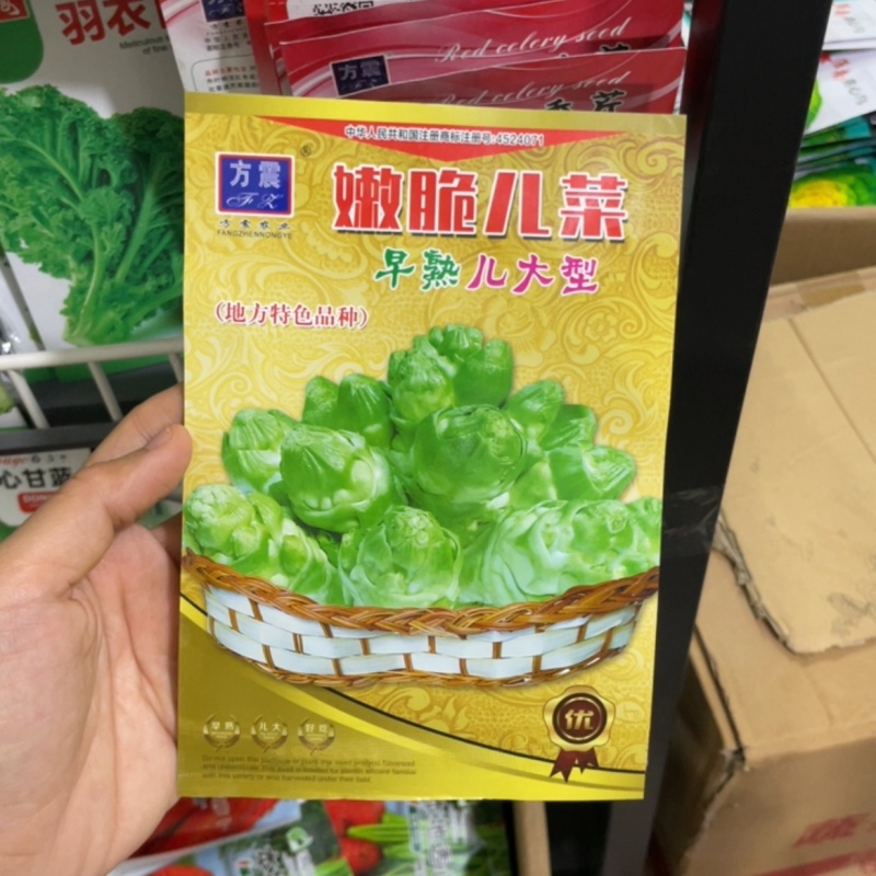 儿菜种子四川特产四季播娃娃菜抱子芥菜种子秋季蔬菜种子早熟