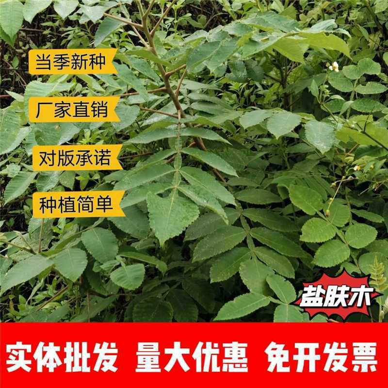 盐肤木种子厂家一手货源批发品质保证价格便宜欢迎联系合作