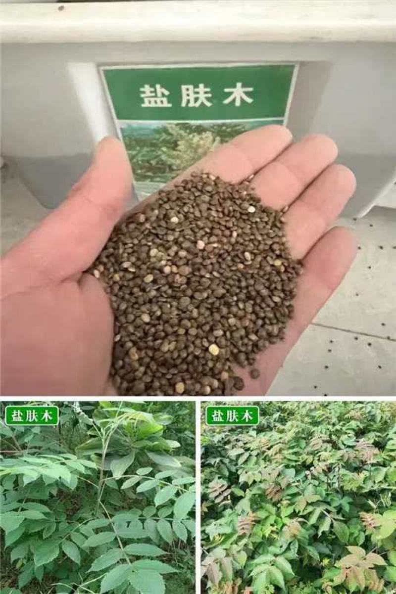 盐肤木种子厂家一手货源批发品质保证价格便宜欢迎联系合作