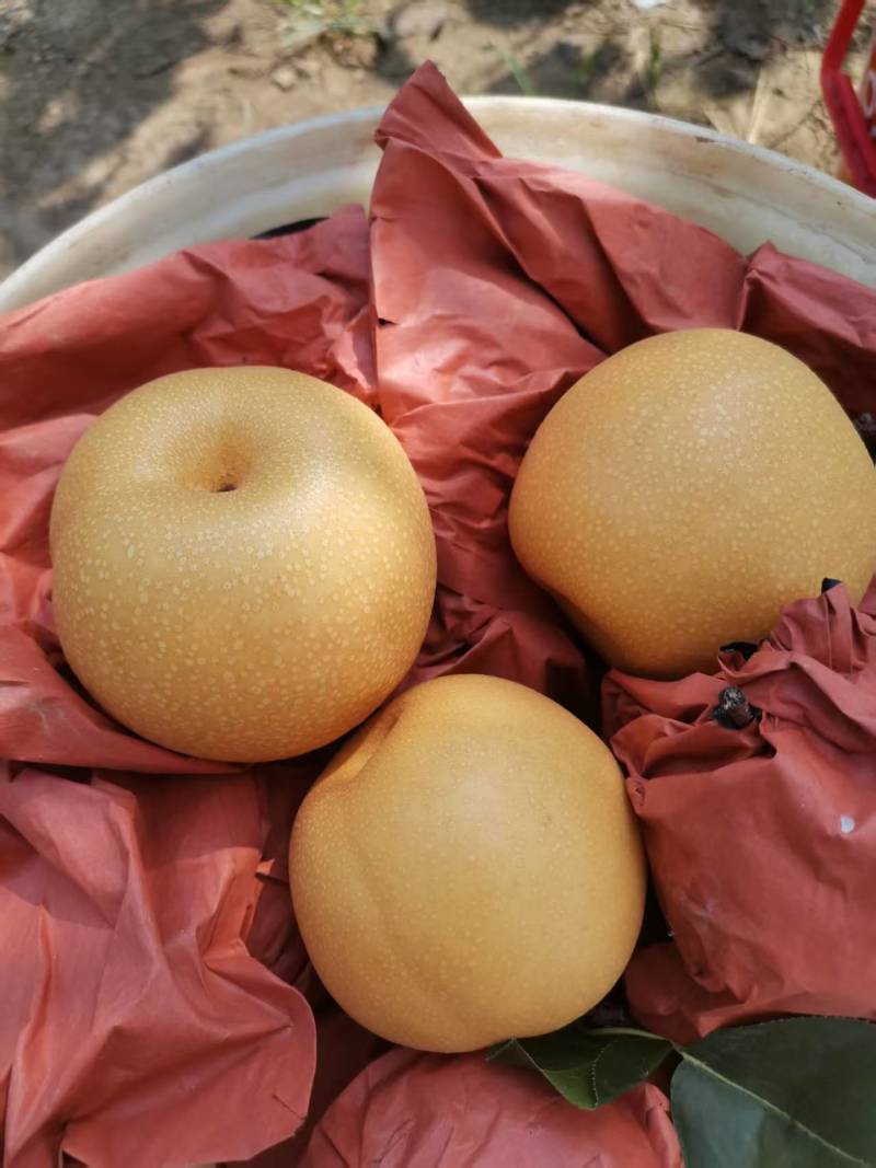 《丰水梨》陕西城固丰水梨/自家果园/价格便宜/欢迎来电咨