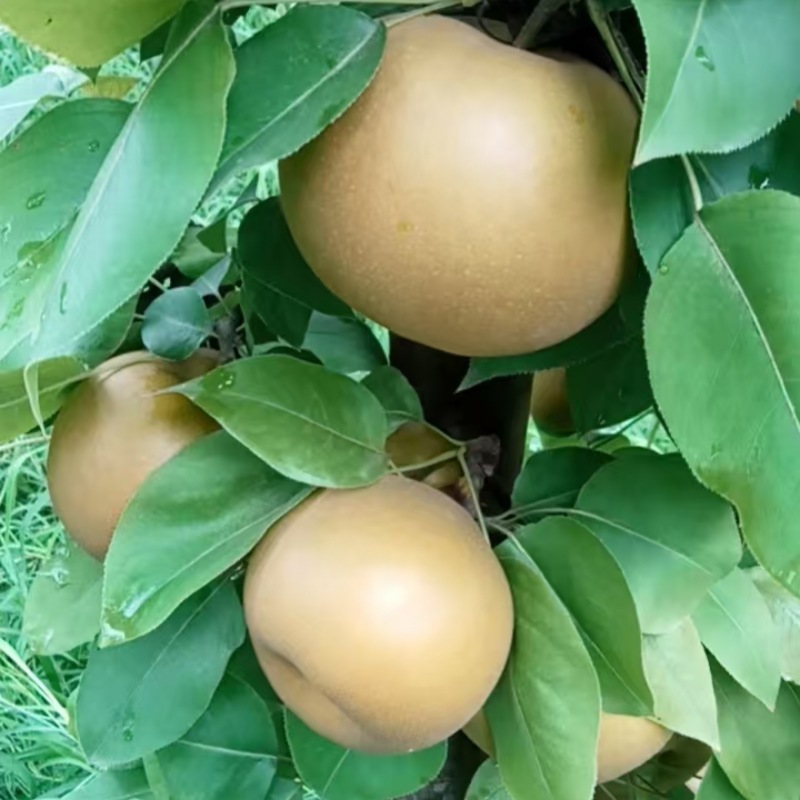 糖梨，脆甜