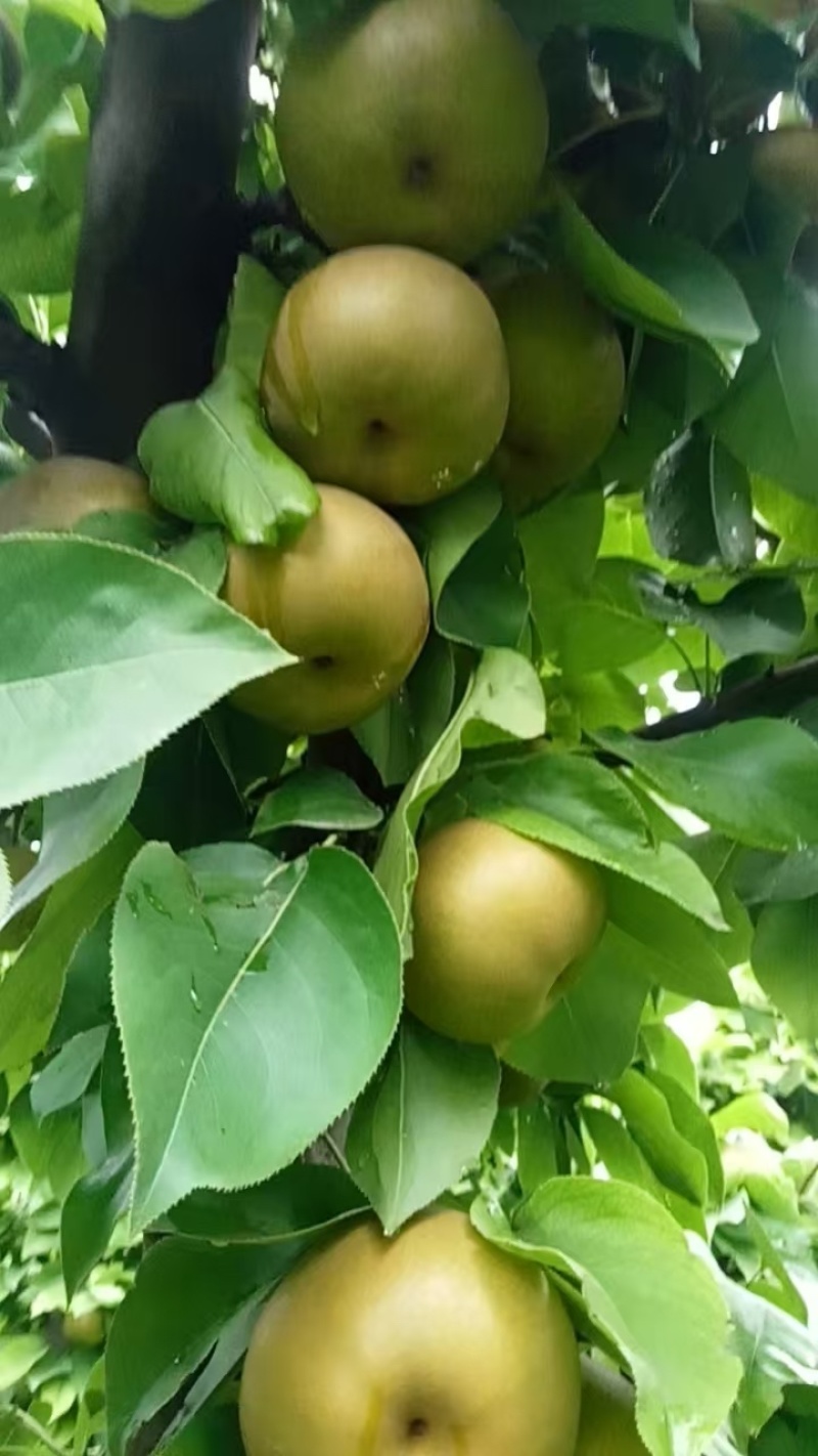 糖梨，脆甜
