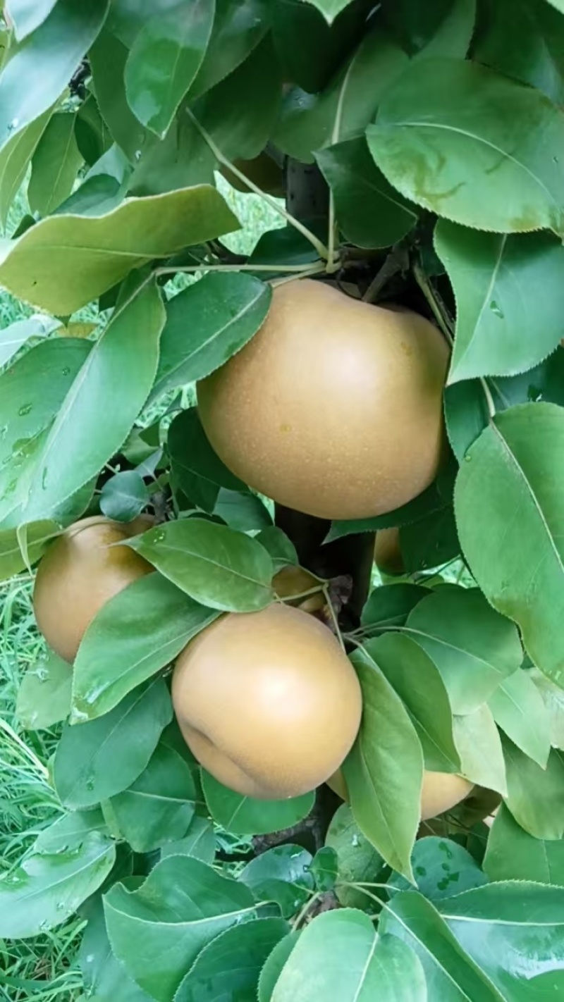糖梨，脆甜