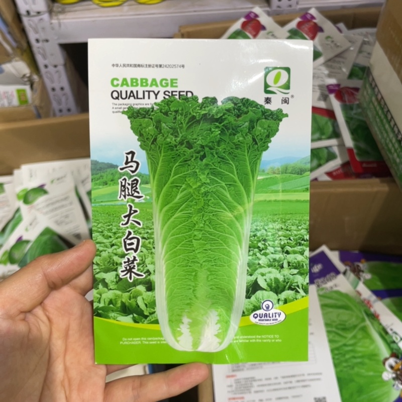 马腿白菜大白菜种子青菜早熟高产耐热大白菜盆栽农家田园蔬菜