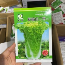 榆白二号大白菜种子高产耐热大白菜盆栽农家田园蔬菜种