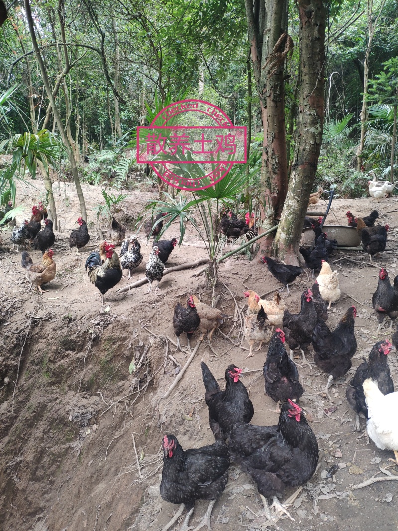 土鸡-纯露天散养-五谷杂粮喂养10个月以上