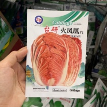 火凤凰白菜种子夏播耐热大白菜种子包心菜饺子菜种子蔬菜种子