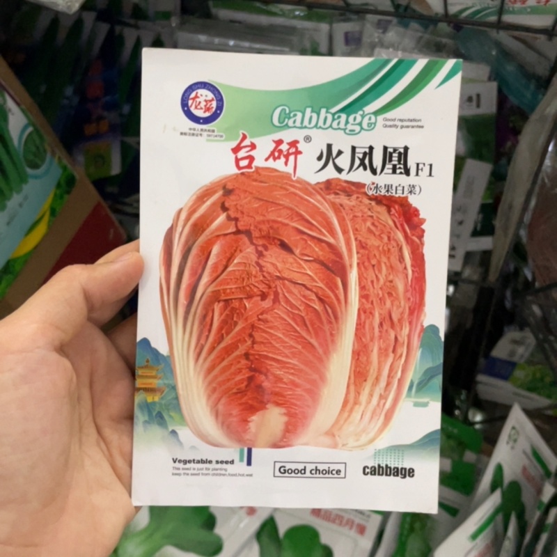 火凤凰白菜种子夏播耐热大白菜种子包心菜饺子菜种子蔬菜种子