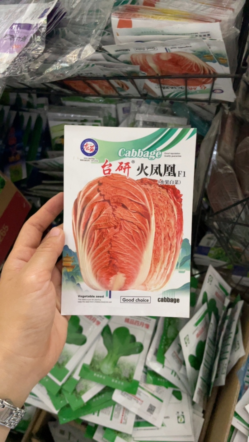 火凤凰白菜种子夏播耐热大白菜种子包心菜饺子菜种子蔬菜种子